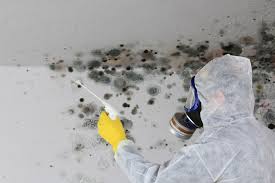 Why You Should Choose Our Mold Remediation Services in Van Vleck, TX